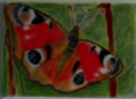 Schmetterling zwischen zwei Halmen